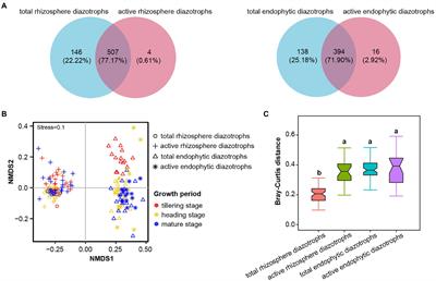 Temporal dynamics of total and active root-associated diazotrophic communities in field-grown rice